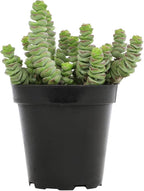 Altman Plants 3.5" Crassula Baby Necklace, Succulent Plants Live Succulents Plants Live Indoor Plants Live Houseplants Live Indoor House Plants Indoors Live Plants Outdoor Plants Live Succulent Plants