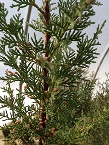 Japanese Juniper, Traditional Bonsai, Windswept Style, 4 Years Old.
