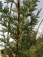 Japanese Juniper, Traditional Bonsai, Windswept Style, 4 Years Old.