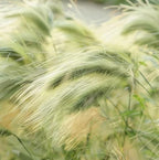 50 Squirrel Tail Grass Seeds Ornamental Grass for Planting Outdoors Hardy Perennial for Landscaping, Rock Gardens and Natural Borders