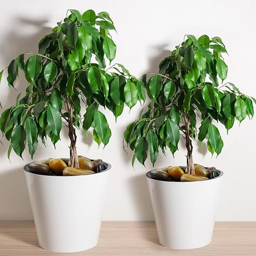 YISZM 10lbs Pebbles for Indoor Plants, 2-3 Inch Mixed Color High Polished Large River Rocks Outdoor Decorative Stones Vase Filler Fish Tank Aquariums Landscaping Garden Outdoor and Indoor DIY