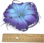 XL Xerographica Colored Air Plant, Live Tillandsia House Plant, Easy Care Indoor Outdoor, Great Gift, Healthy Arrival Guaranteed (Rainbow #5)