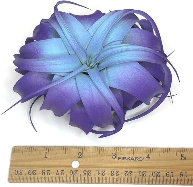 XL Xerographica Colored Air Plant, Live Tillandsia House Plant, Easy Care Indoor Outdoor, Great Gift, Healthy Arrival Guaranteed (Rainbow #5)