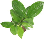 ZZ Plant - 2" from California Tropicals