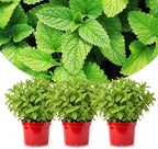 Sets 3 Spearmint Plants Live Fast Growing for Spring Planting, Fragrant Culinary Herb Mint for Indoor Outdoor Gardening, Cold Hardy