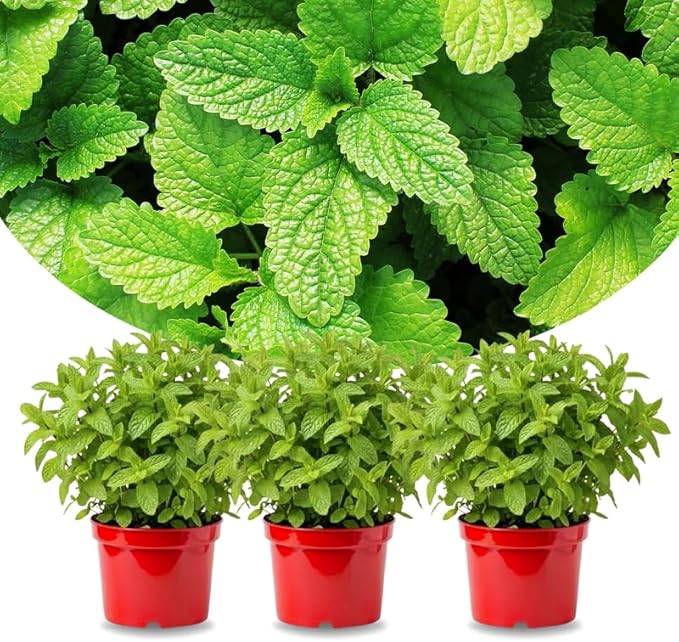 Sets 3 Spearmint Plants Live Fast Growing for Spring Planting, Fragrant Culinary Herb Mint for Indoor Outdoor Gardening, Cold Hardy
