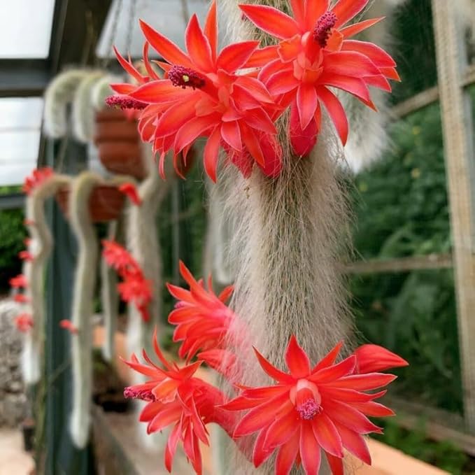 Monkey Tail Cactus Live Plants for Planting, Live Monkey Tail Cactus Houseplant Succulents 6-8" for Indoor Outdoor Planting