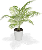 Brighter Blooms - Areca Palm Tree, 6 Inch Pot - Live Plant - No Shipping to AK, AZ, CA, HI, TX