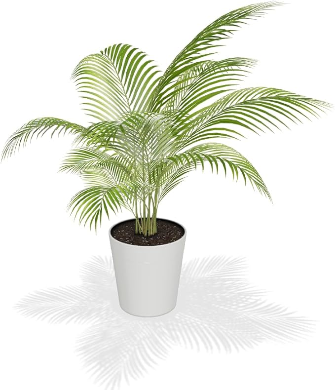 Brighter Blooms - Areca Palm Tree, 6 Inch Pot - Live Plant - No Shipping to AK, AZ, CA, HI, TX