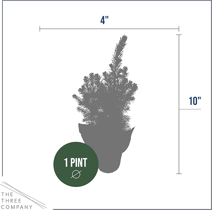 Live Alberta Spruce Tree - Tabletop Decoration - 10" Tall by 4" Wide in Deco Cover