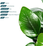 SubstrateSource Anubias Live Aquarium Plants - Potted Freshwater Plant for Fish Tanks, Terrariums - Beginner Friendly Low Light (Nana Thick Leaf, 1 Pot)