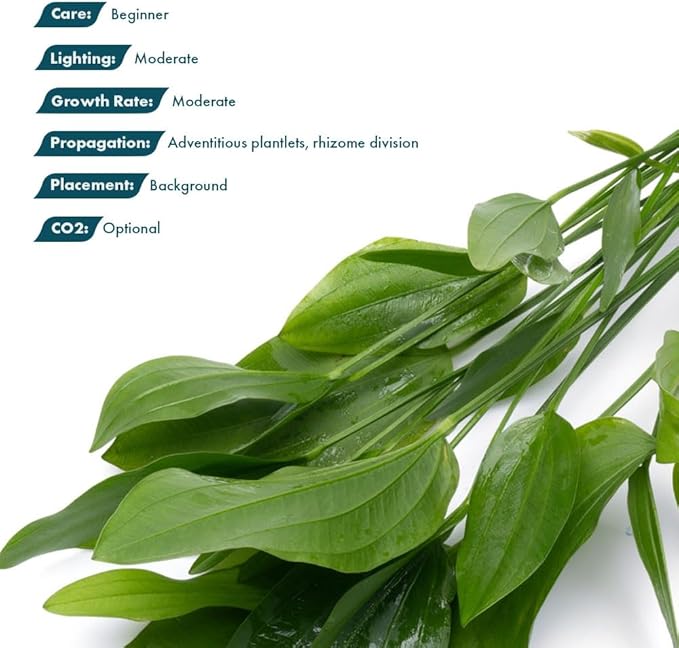 SubstrateSource Echinodorus Grandifolius Sword Live Plant for Freshwater Aquariums, Natural Fish Tank Decorations, and Aquatic Decor (1 Pot (2-3 Plants))