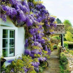 5 Blue Flowering Chinese Wisteria Vines - 6-12" Tall Live Plants - Wisteria Seedlings - Wisteria sinensis - (5 Pack)