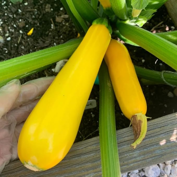 2 Live Squash Plants, Zucchini Plants Seedlings, Yellow Squash Plant Live in 4 Inch Pot