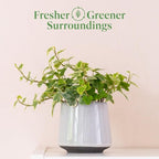 American Plant Exchange English Ivy Variegated – 4-Inch Pot – Live Easy Care Vining Houseplant, Elegant Trailing Foliage for Home, Office, or Garden Decor