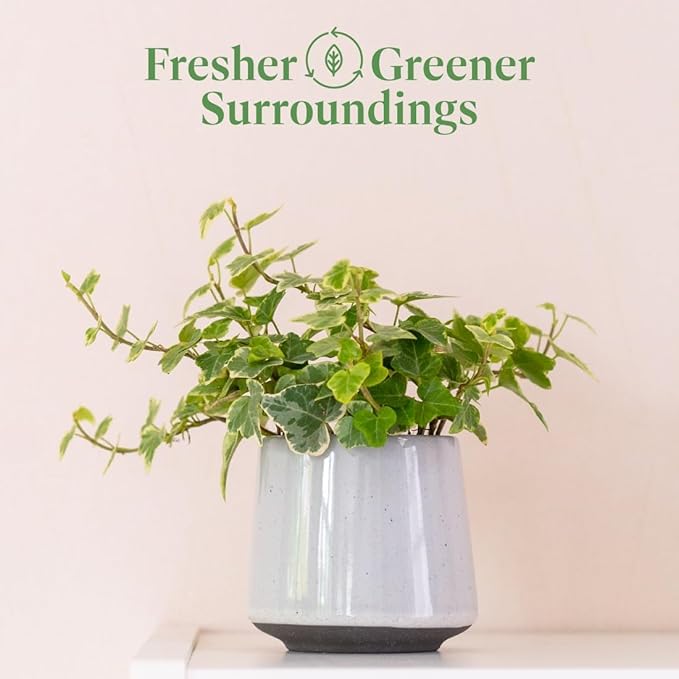 American Plant Exchange English Ivy Variegated – 4-Inch Pot – Live Easy Care Vining Houseplant, Elegant Trailing Foliage for Home, Office, or Garden Decor