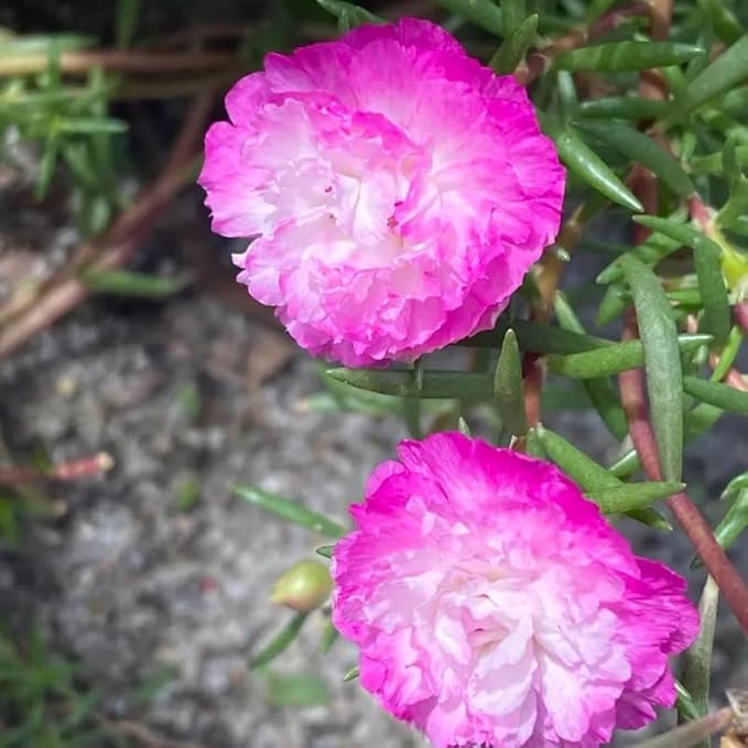 500+ Clara Moss Rose Seeds Portulaca grandiflora Moss Rose Flowers Seeds Vietnam Rose Ground Cover Plant