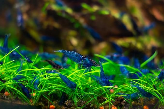 27+ Red–Blue-Orange Live Freshwater Shrimp High Grade Live Shrimps - Freshwater Shrimp Aquarium Inverts, Hardy Nano Tank Healthy Shrimps Pets - with Live Arrival Guarantee