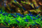27+ Red–Blue-Orange Live Freshwater Shrimp High Grade Live Shrimps - Freshwater Shrimp Aquarium Inverts, Hardy Nano Tank Healthy Shrimps Pets - with Live Arrival Guarantee