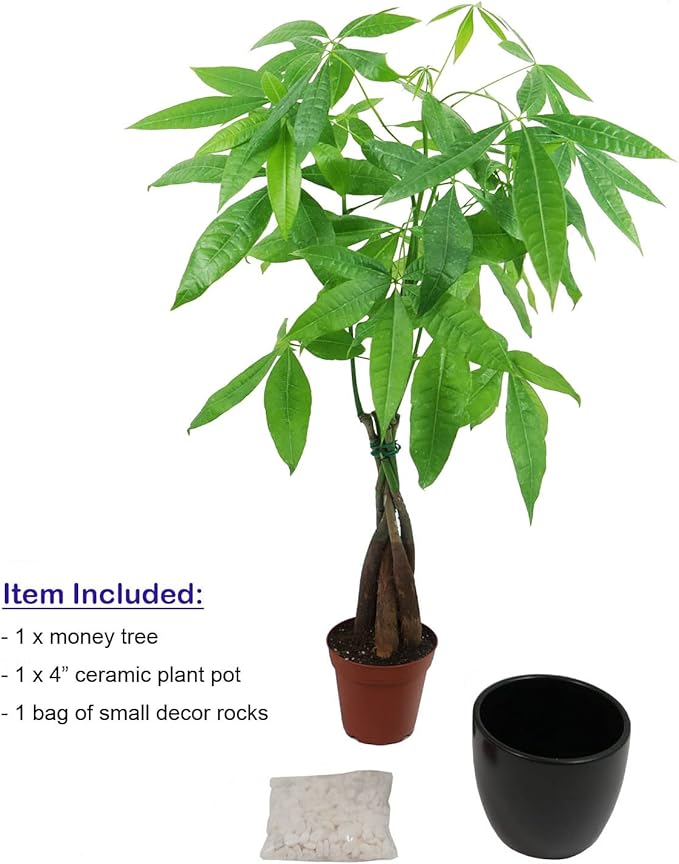 Athena's Garden Money Tree Plant Indoor Live Plant Pachira Money Tree with Ceramic Planter 18 Inches Tall, Black Pot - White Rocks, Medium