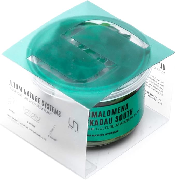 Ultum Nature Systems Homalomena Sp. Sekadau South Tissue Culture Live Plant for Aquarium, Aquascape, Freshwater Fish Tanks - 100% Snail Free in Vitro