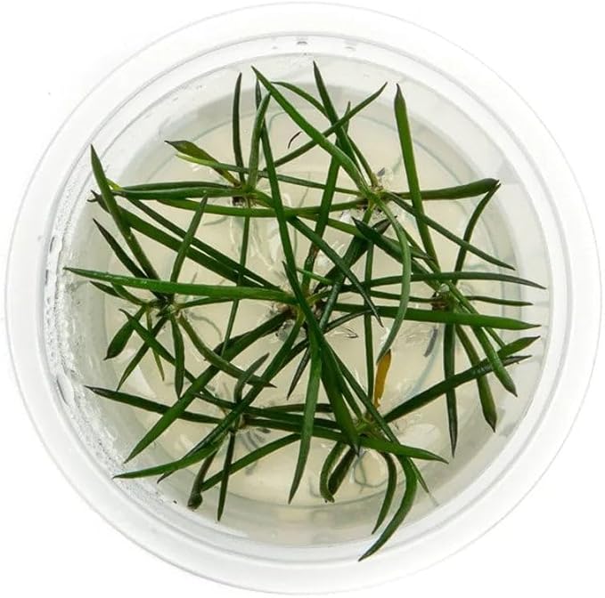 SubstrateSource Live Plant - Shoreweed (Littorella uniflora) - Foreground Rosette, Snail-Free in Vitro Aquarium Plant - Tissue Culture