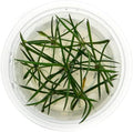 SubstrateSource Live Plant - Shoreweed (Littorella uniflora) - Foreground Rosette, Snail-Free in Vitro Aquarium Plant - Tissue Culture