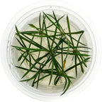 SubstrateSource Live Plant - Shoreweed (Littorella uniflora) - Foreground Rosette, Snail-Free in Vitro Aquarium Plant - Tissue Culture