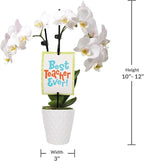 Green Circle Growers 3" Petite White Orchid in Evi White Planter, Live Plant – Best Teacher Ever