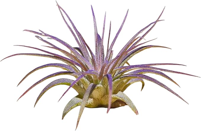 Rainforest Grown 3 Pack Ionantha Air Plants Assorted Sizes Color Pop Enhanced Coloring - Live Tillandsia - 1 to 3 inches Succulents 30 Day Guarantee
