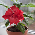 Red Hibiscus. rosa-sinensis. Live Plant - Tropical Blooming Hibiscus, Pretty Flowers, Used in Tea and Juice (4 red Hibiscus sacs)