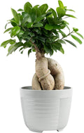 Costa Farms Bonsai Miniature Tree Live Plant in Decorative Pot, Indoor Houseplant, Perfect for Home, Room, or Office Decor, Great House Warming or Birthday Gift, 7-10 Inches Tall
