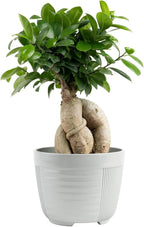 Costa Farms Bonsai Miniature Tree Live Plant in Decorative Pot, Indoor Houseplant, Perfect for Home, Room, or Office Decor, Great House Warming or Birthday Gift, 7-10 Inches Tall
