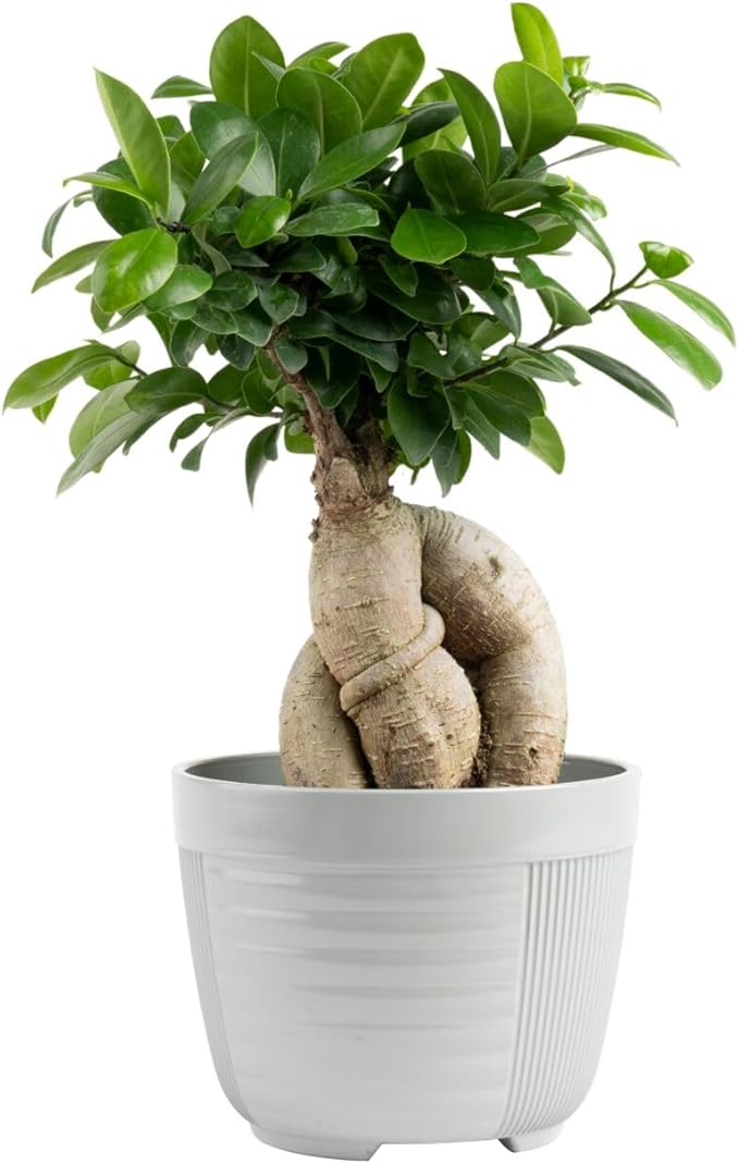 Costa Farms Bonsai Miniature Tree Live Plant in Decorative Pot, Indoor Houseplant, Perfect for Home, Room, or Office Decor, Great House Warming or Birthday Gift, 7-10 Inches Tall