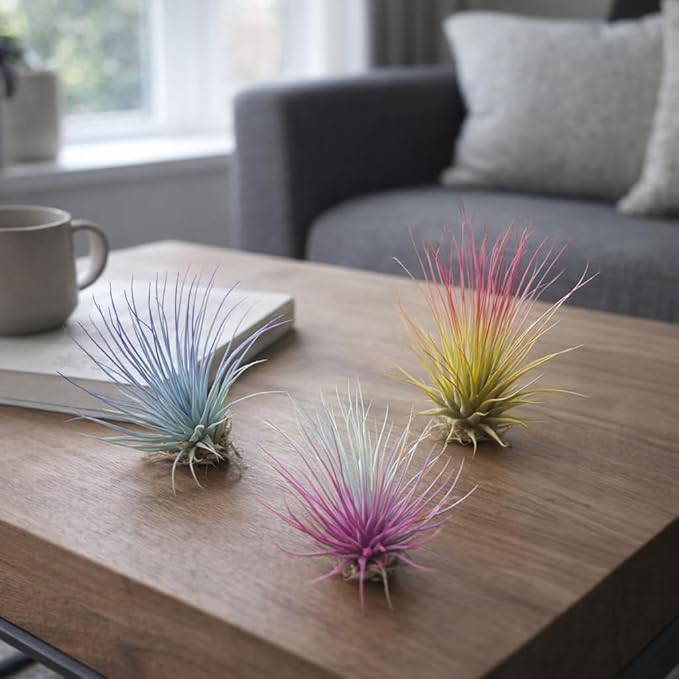 Live Colored Air Plants 3 Pack - Vibrent Color Enhanced Tillandsia, Easy Care Indoor Outdoor Houseplant, Home Decor, Terrariums & Gifts