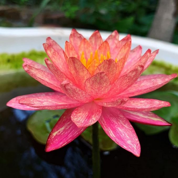 Mainam Red Nymphaea Wanvisa Live Aquarium Plant Hardy Water Lilies Tuber for Freshwater Fish Pond Balcony