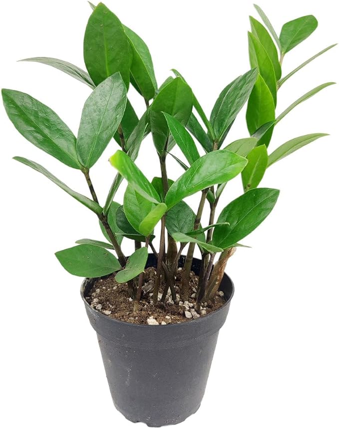 ZZ Plant (4 inch) - Lucky Houseplants - 4/6 inch Unique Live Decorative Houseplants - Easy to Care Indoor Plants, Perfect for Office, Home & Feng Shui Decor