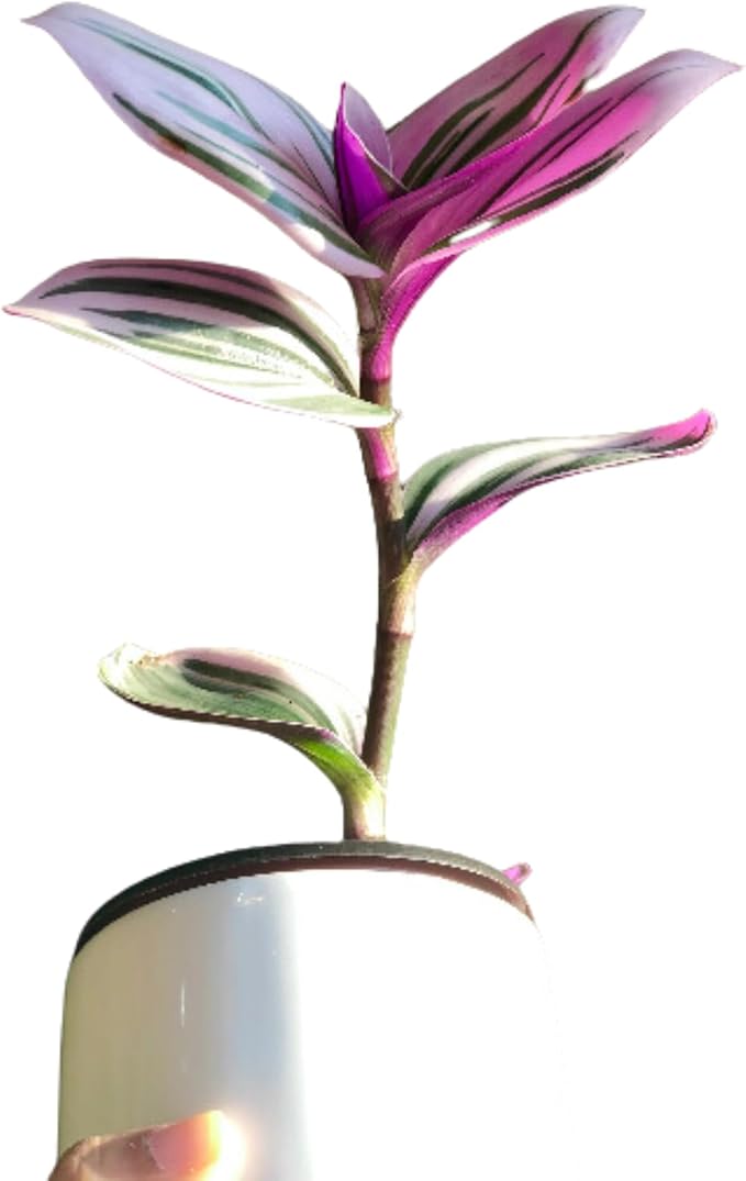 PLANTVERS Tradescantia Nanouk Lilac in a Nursery Pot | Pink Wandering Jew | Easy Care Hardy Indoor Houseplant | Low Light Air Purifier Plant (Single Plant)