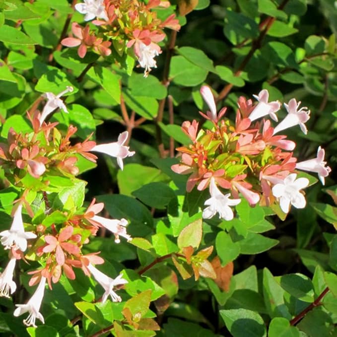 Blooming & Beautiful - Rose Creek Abelia - 3 gal - Semi-Evergreen Shrub - Green Foliage - Fragrant Pinkish-White Flowers - Summer to Fall - Zones 6-9 - Abelia x grandiflora 'Rose Creek' - 3 Gallon Pot