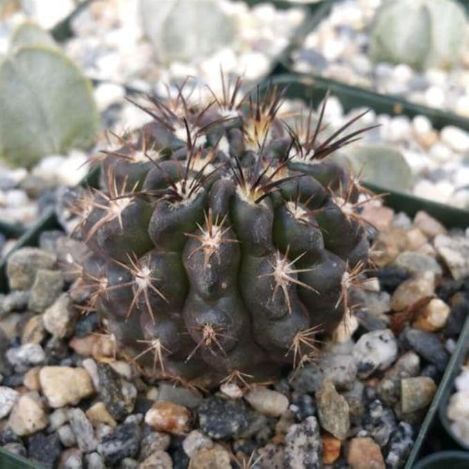 Neochilenia huascensis eriosyce crispa Cacti Cactus Succulent Real Live Plant