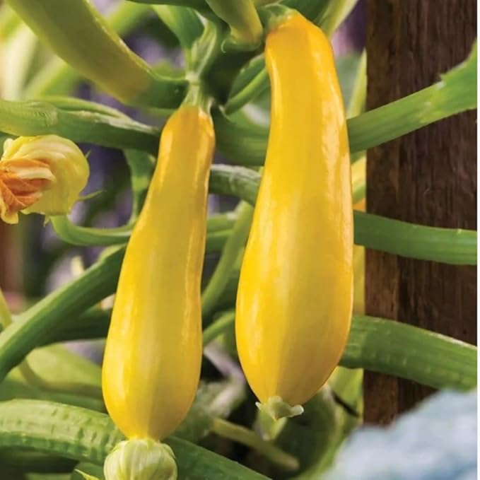 2 Live Squash Plants, Zucchini Plants Seedlings, Yellow Squash Plant Live in 4 Inch Pot