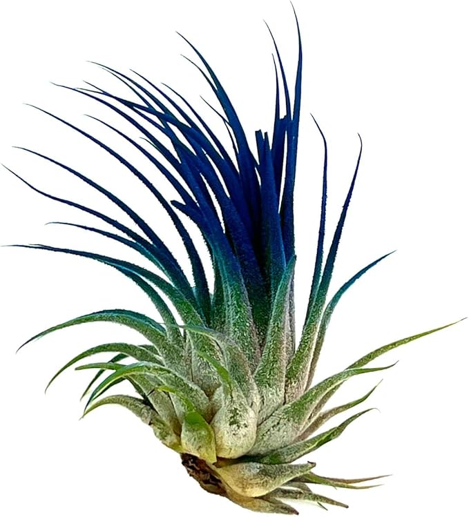 ragnaroc Air Plants - Tillandsia Ionantha, Regular 2-3" - 1ct - Organically Enhanced Color - Live Arrival Guaranteed - House Plants for Home Decor & Gift, Ocean