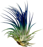 ragnaroc Air Plants - Tillandsia Ionantha, Regular 2-3" - 1ct - Organically Enhanced Color - Live Arrival Guaranteed - House Plants for Home Decor & Gift, Ocean