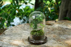 Glass Cloche Dome Terrarium with Base & Ventilation Holes -7.9"x4.7"Clear Display Case for Carnivorous Plants,Succulents,Venus Flytrap & Eternal Roses,Small Desktop Decor Gift Box(No Plants Included)