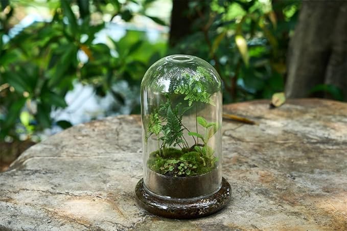 Glass Cloche Dome Terrarium with Base & Ventilation Holes -7.9"x4.7"Clear Display Case for Carnivorous Plants,Succulents,Venus Flytrap & Eternal Roses,Small Desktop Decor Gift Box(No Plants Included)