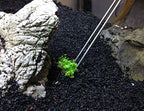 (1-Cup) Dwarf Baby Tears Carpet Imported Direct from Grower Live Aquarium Plants Decoration Tissue Culture for Freshwater Aquatic Plant Tank by Mainam