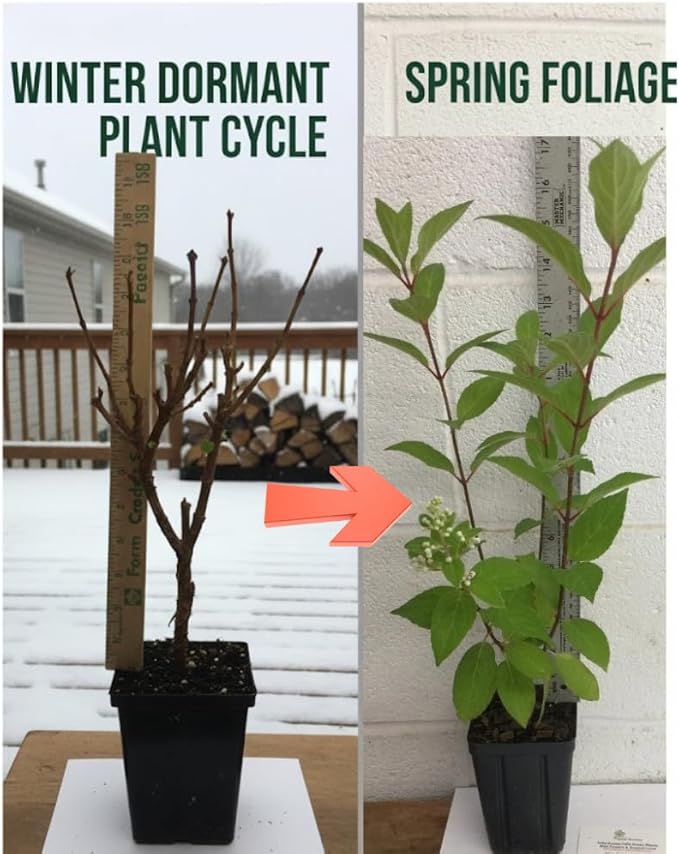 Hydrangea Live Plant, 6-12 Inch Tall, Hardy Flowering Shrub in 2.5" Pot, Outdoor Garden Hydrangea Bush (Pink Hydrangea)