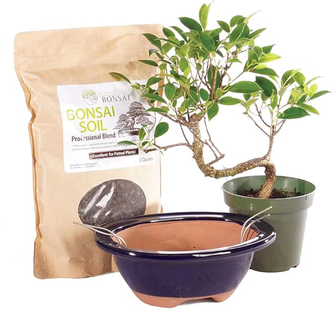 Brussel's Bonsai - Live Golden Gate Ficus Bonsai Tree Kit with Ceramic Bonsai Pot & Bonsai Soil, Indoor Bonsai Plant Starter Kit, Easy Care Houseplant for Home or Office (Small)