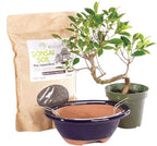 Brussel's Bonsai - Live Golden Gate Ficus Bonsai Tree Kit with Ceramic Bonsai Pot & Bonsai Soil, Indoor Bonsai Plant Starter Kit, Easy Care Houseplant for Home or Office (Small)