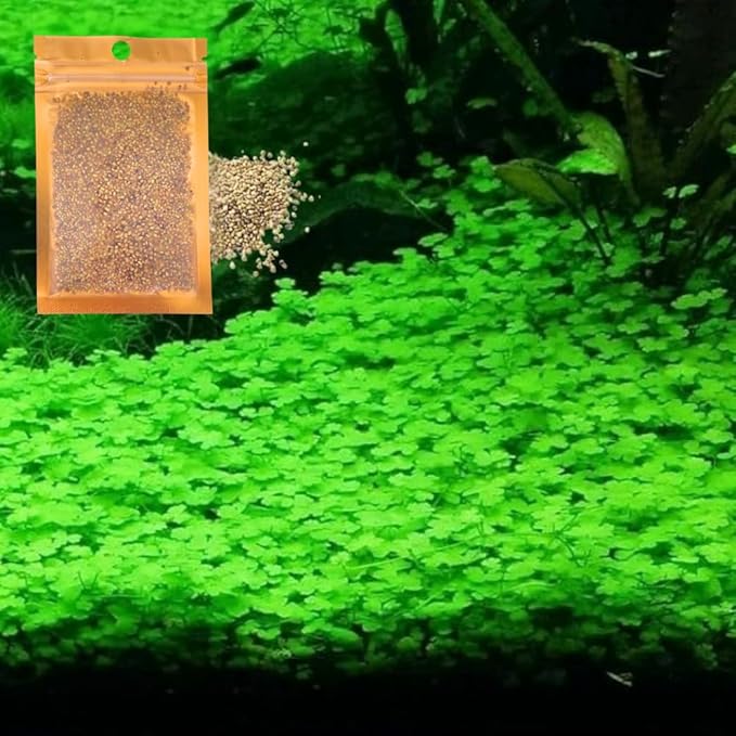 Freshwater Aquarium Decor, Easy Growing Dwarf Carpet for Fish Tank/Terrarium, Natural Aquatic Plant Growth Material – 1 Pack (Lucky Grass)